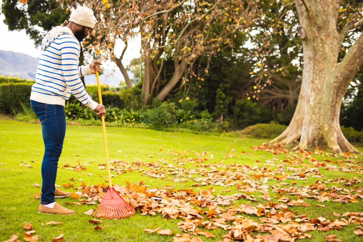 Man in a striped jumper raking autumn leaves on a lawn
